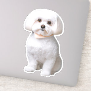Maltese Dog