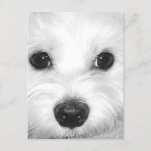 Maltese Dog Adorable Eyes and Charming Nose Postcard