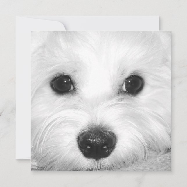 Maltese Dog Adoration Cute Eyes and Charming Nose Thank You Card (Front)