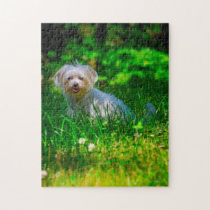 Maltese Dog Breed. Jigsaw Puzzle