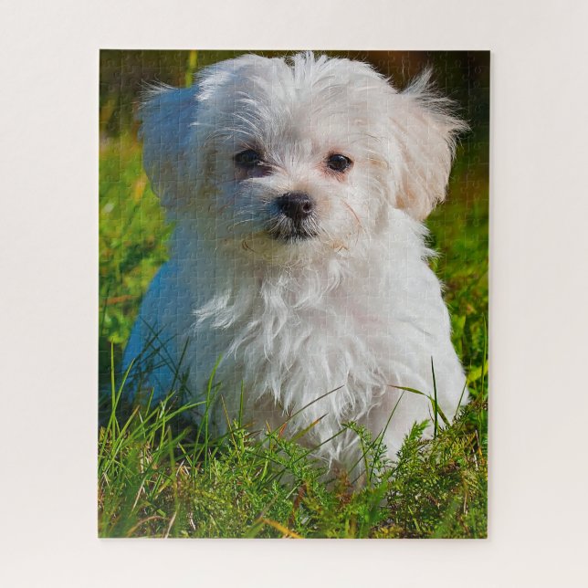 Maltese Dog Breed. Jigsaw Puzzle (Vertical)