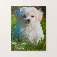 Maltese Dog Breed. Jigsaw Puzzle