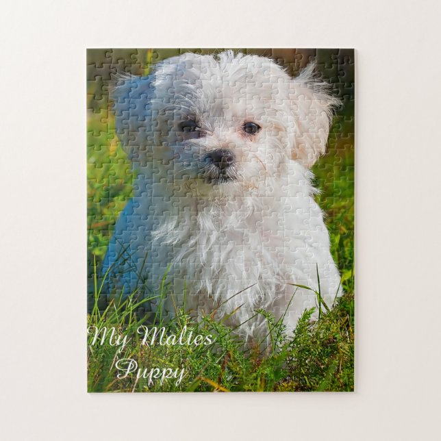 Maltese Dog Breed. Jigsaw Puzzle (Vertical)