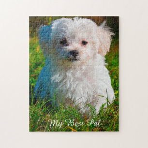 Maltese Dog Breed. Jigsaw Puzzle