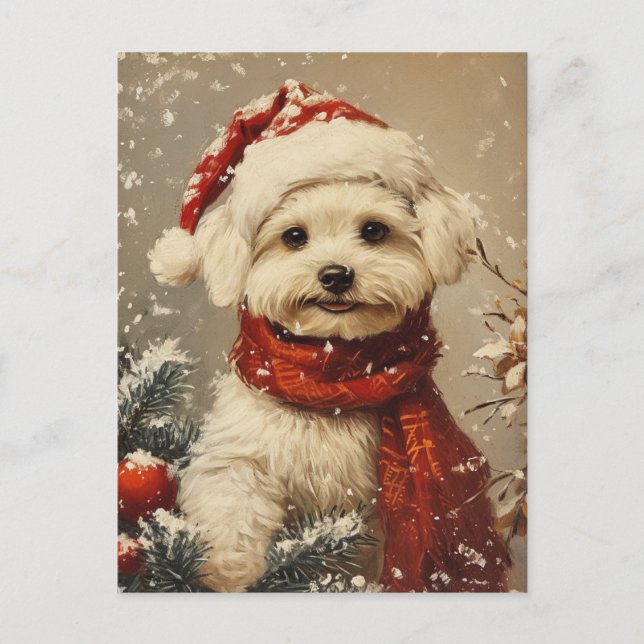 Maltese dog Christmas  Postcard (Front)