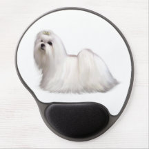 Maltese Dog