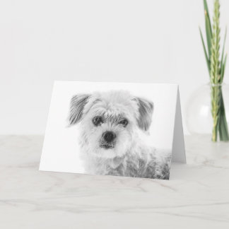 Maltese Dog Greeting Card