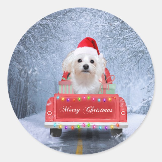 Maltese Dog in Snow sitting in Christmas Truck  Classic Round Sticker (Front)