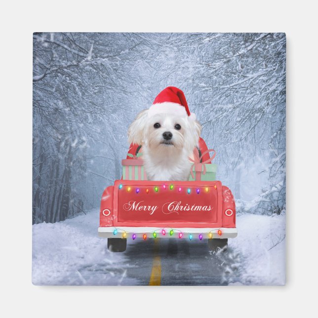 Maltese Dog in Snow sitting in Christmas Truck  Magnet (Front)