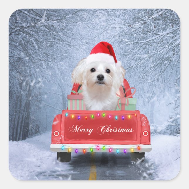 Maltese Dog in Snow sitting in Christmas Truck  Square Sticker (Front)