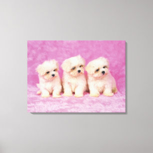 Maltese Dog; is a small breed of white dog that 2 Canvas Print