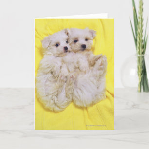 Maltese Dog; is a small breed of white dog that 2 Card
