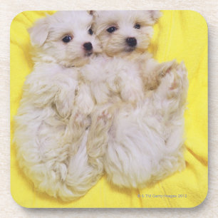 Maltese Dog; is a small breed of white dog that 2 Coaster
