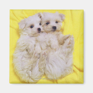 Maltese Dog; is a small breed of white dog that 2 Magnet