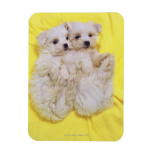 Maltese Dog; is a small breed of white dog that 2 Magnet