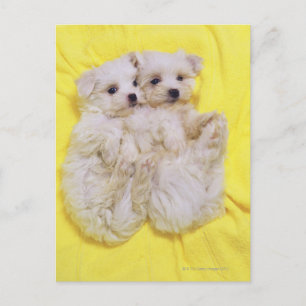 Maltese Dog; is a small breed of white dog that 2 Postcard