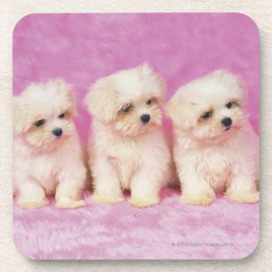 Maltese Dog; is a small breed of white dog that Coaster
