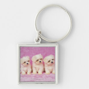 Maltese Dog; is a small breed of white dog that Key Ring