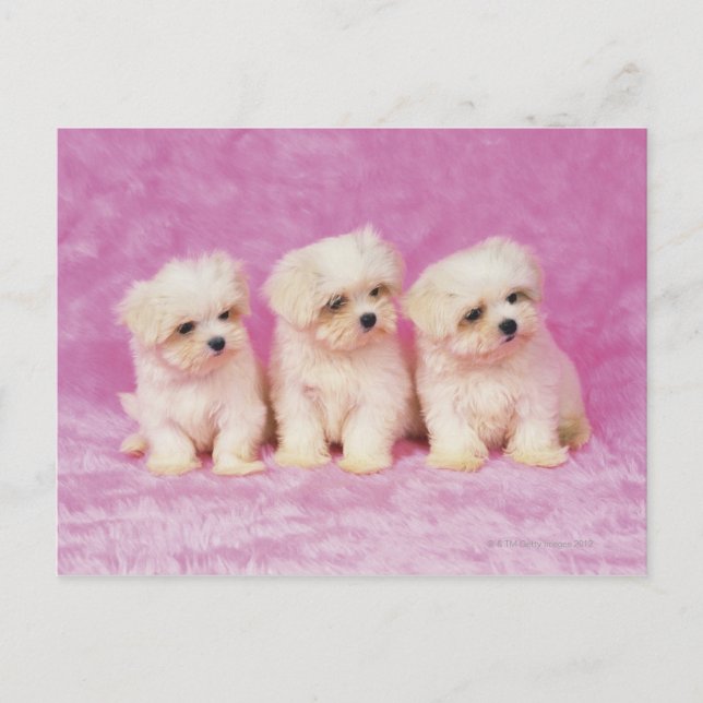 Maltese Dog; is a small breed of white dog that Postcard (Front)