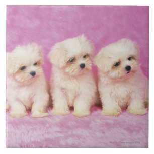 Maltese Dog; is a small breed of white dog that Tile