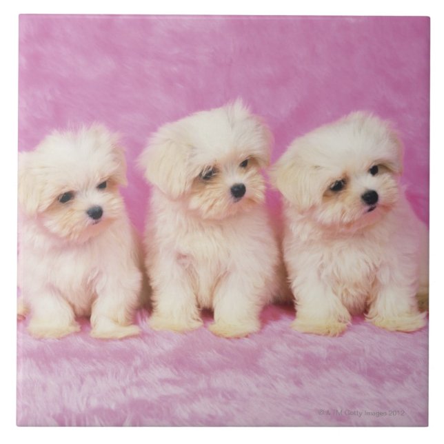 Maltese Dog; is a small breed of white dog that Tile (Front)