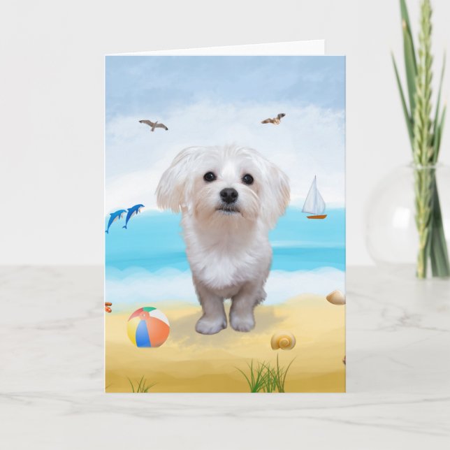 maltese Dog on Beach  Card (Front)