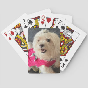 Maltese dog Playing cards