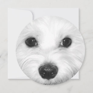 Maltese Dog Sweet Gaze and Gentle Nose Invitation