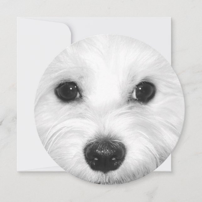 Maltese Dog Sweet Gaze and Gentle Nose Invitation (Front)