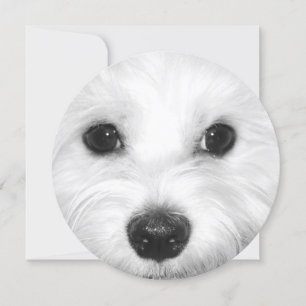 Maltese Dog Sweet Gaze and Gentle Nose Invitation