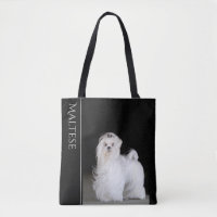 Maltese Dog