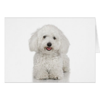 Maltese Dog White