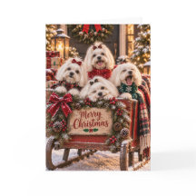 Maltese Dogs Christmas Card
