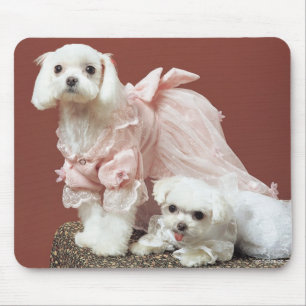 Maltese Dogs Mouse Mat