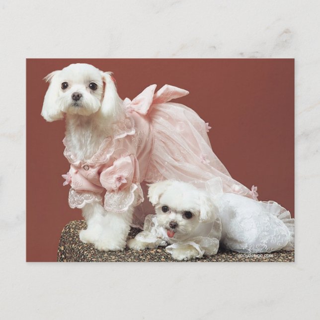 Maltese Dogs Postcard (Front)