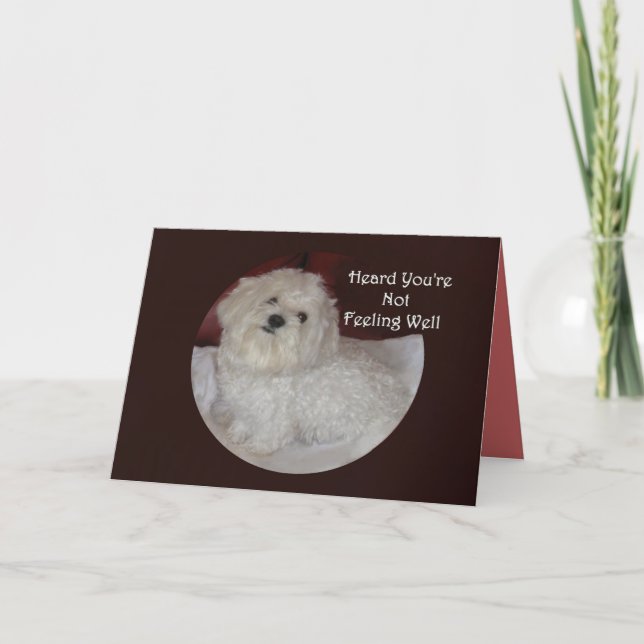 Maltese Get Well Soon Card for Pet Lovers (Front)