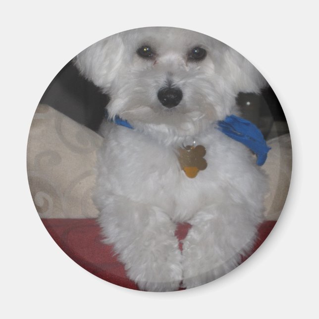 Maltese Gift Magnet (Front)