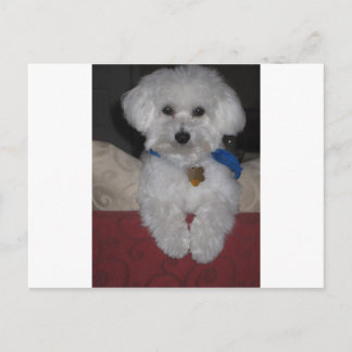 Maltese Gift Postcard