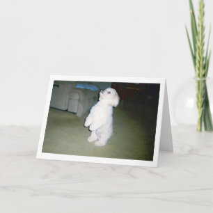 Maltese Happy's Day Card