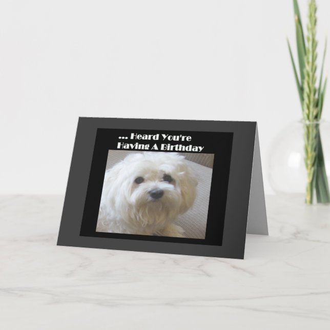 Maltese Humour Birthday Card for Over-The-Hill (Front)