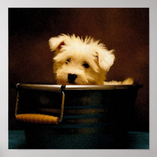 Maltese in the Washtub Poster