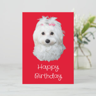 Maltese LiLi Dog White Puppy Photo Holiday Card