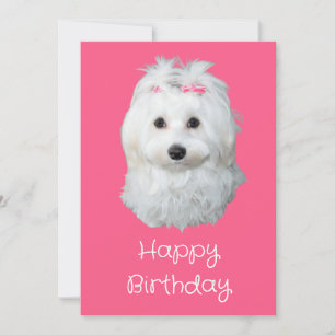 Maltese LiLi White Puppy Photo  Holiday Card