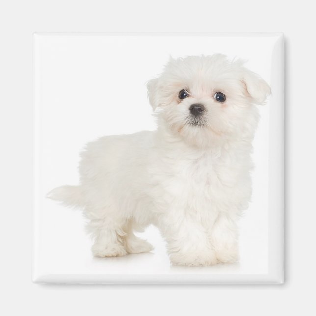 Maltese Magnet (Front)