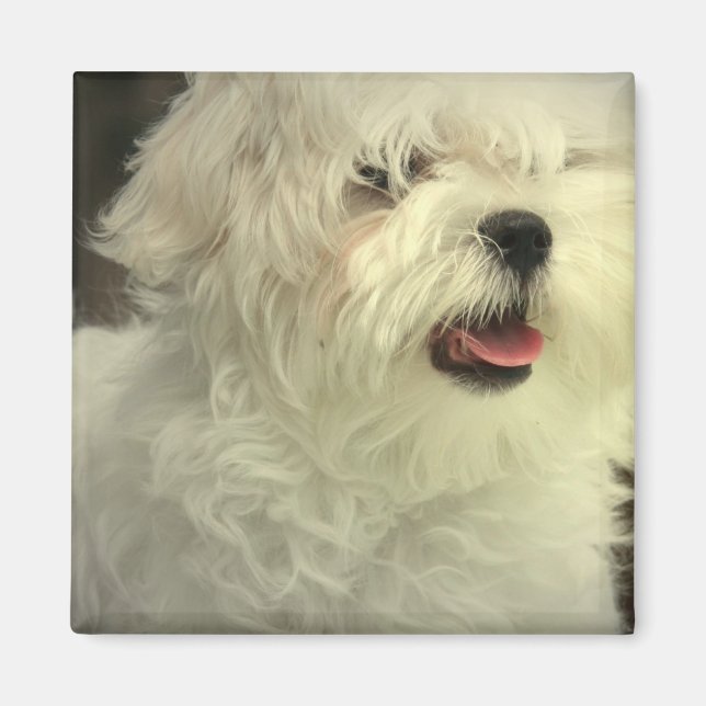 Maltese Magnet (Front)