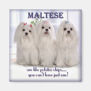 Maltese Magnet 1