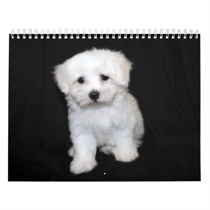 Maltese & Maltipoo Puppy Calendar Zazzle.co.uk