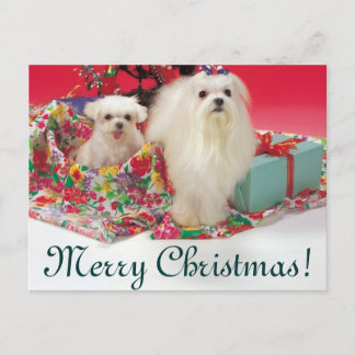 Maltese Merry Christmas Holiday Postcard