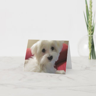 Maltese Note Cards