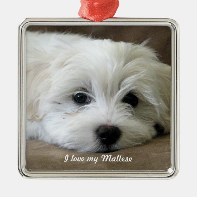 Maltese Ornament (Front)